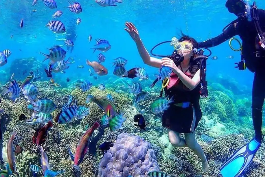 Tour ngắm san hô Quy Nhơn